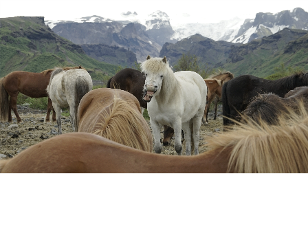 Riding with the Herd in Iceland 